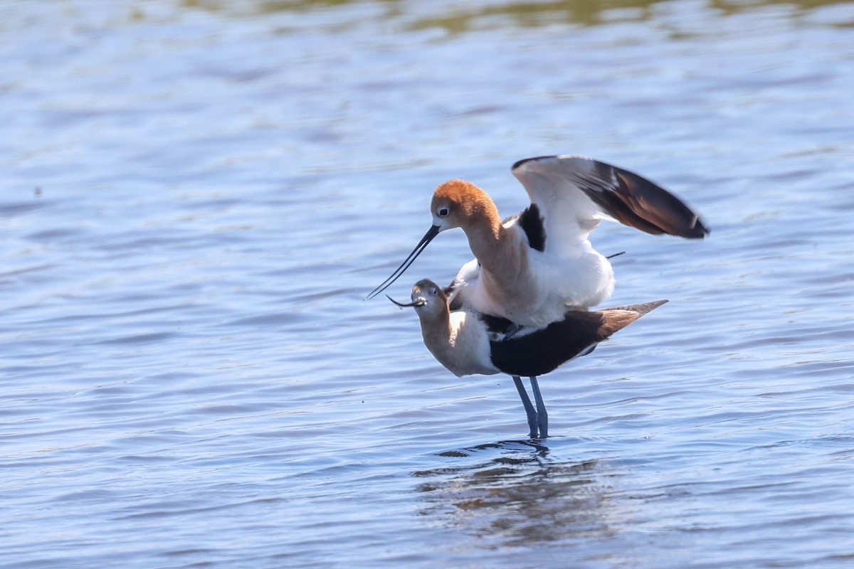 American Avocet - ML620327621