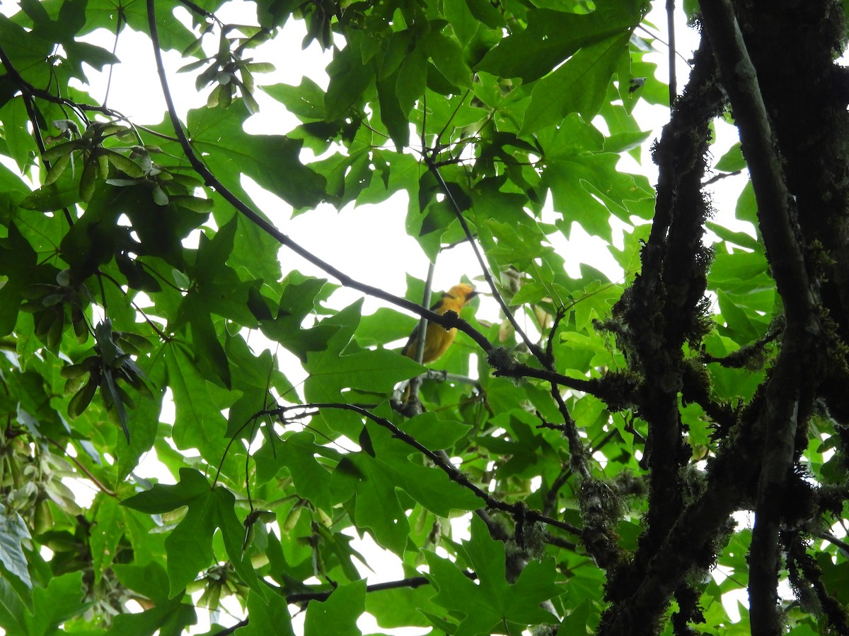 Bullock's Oriole - ML620327622