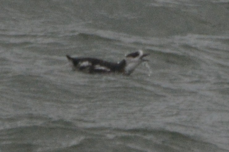 Marbled Murrelet - ML620327648