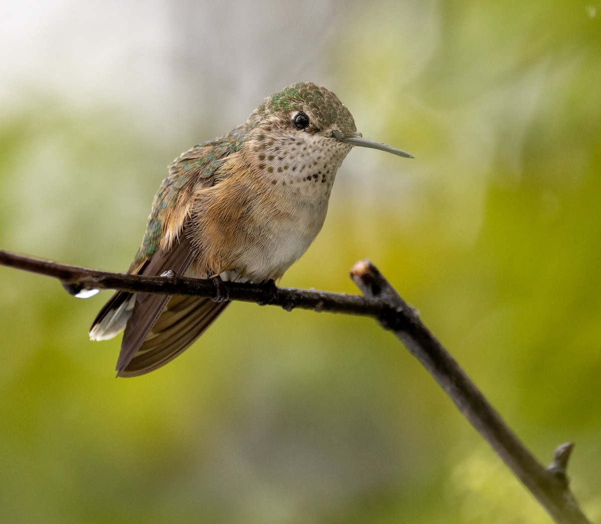 Calliope Hummingbird - ML620327651