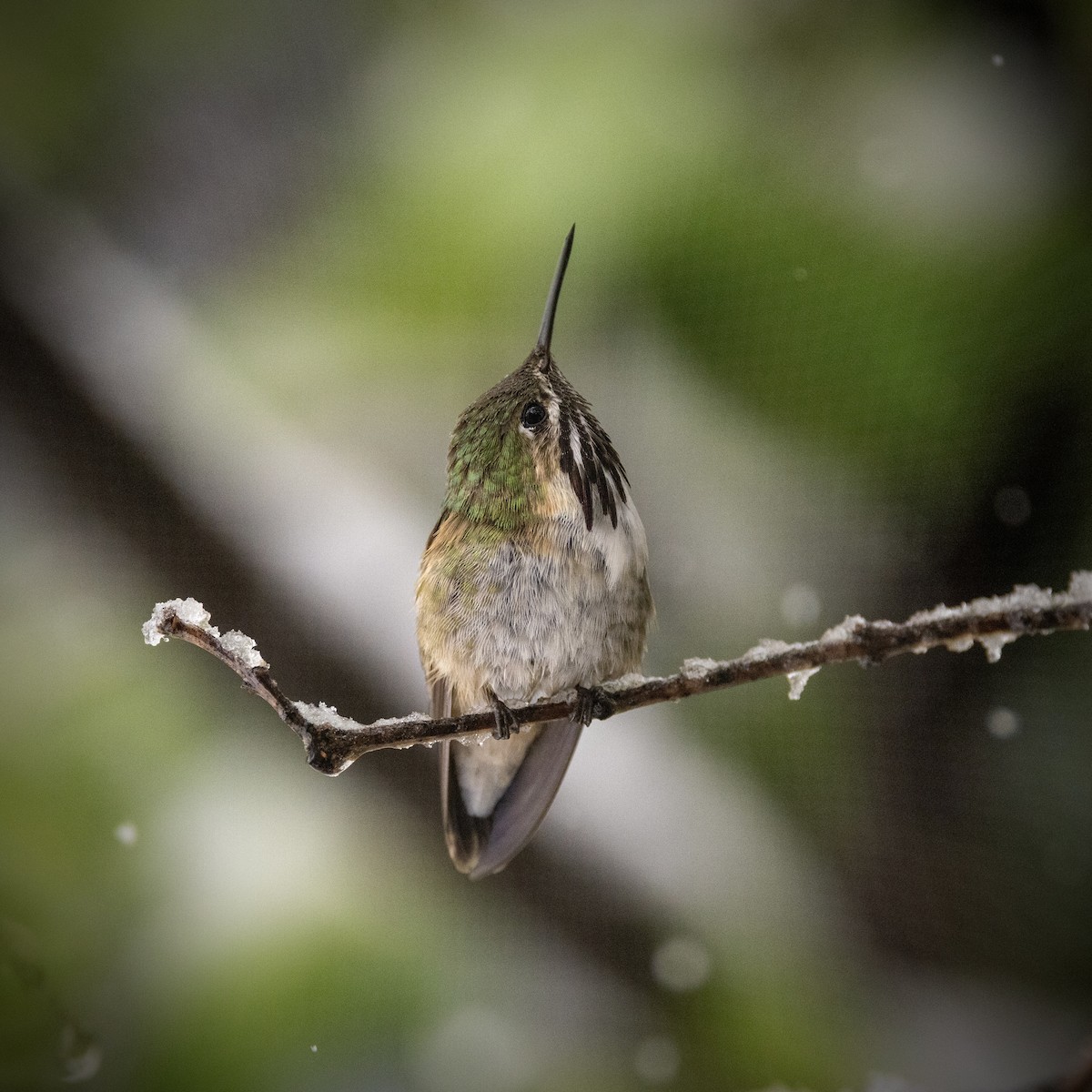 Calliope Hummingbird - ML620327654