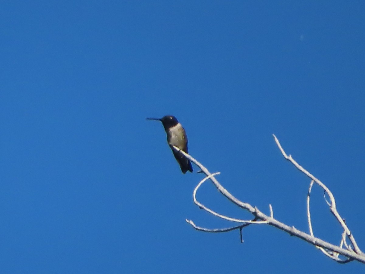 Black-chinned Hummingbird - ML620327665