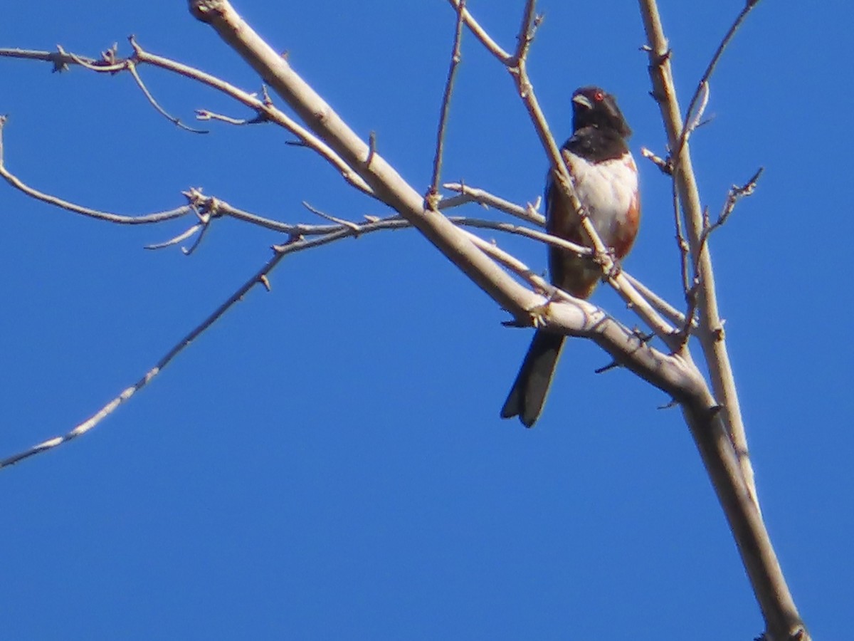 Spotted Towhee - ML620327678