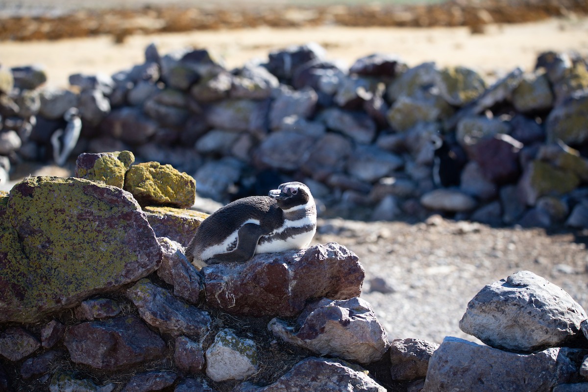 Magellanic Penguin - ML620327681