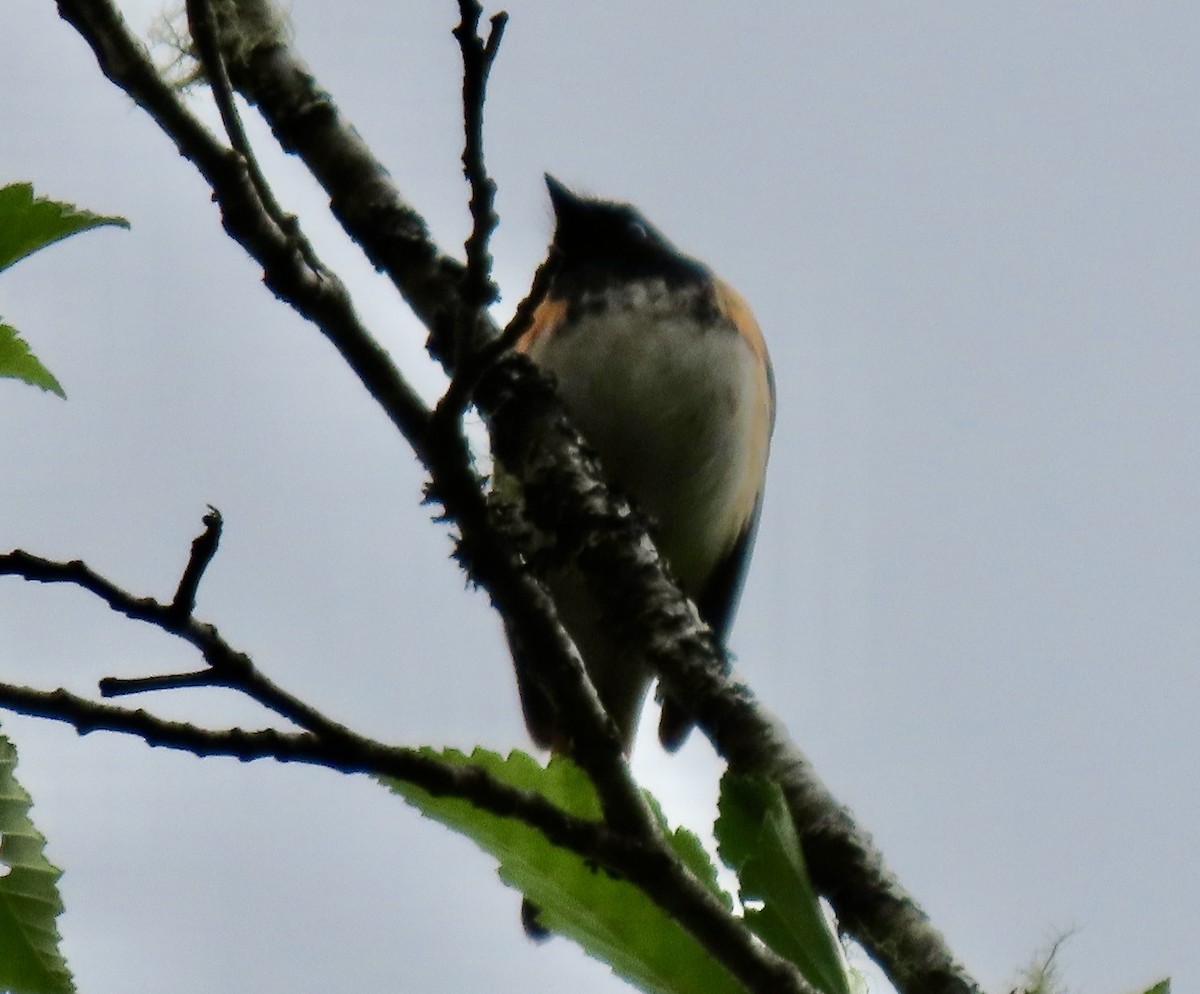 American Redstart - ML620327688