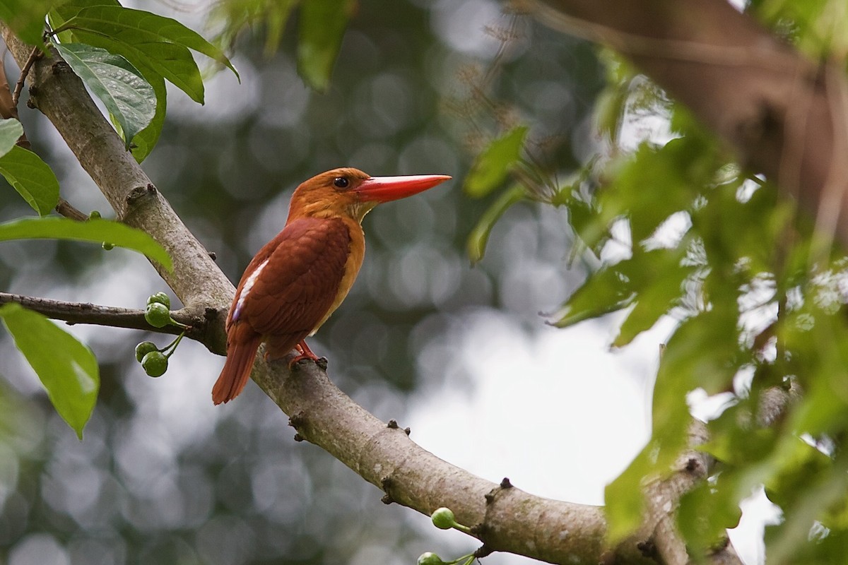 Ruddy Kingfisher - ML620327698