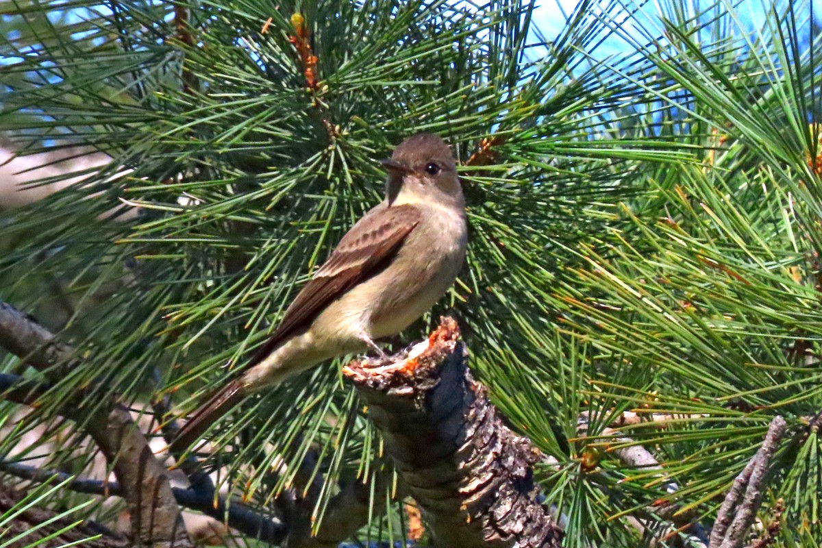 Western Wood-Pewee - ML620327702