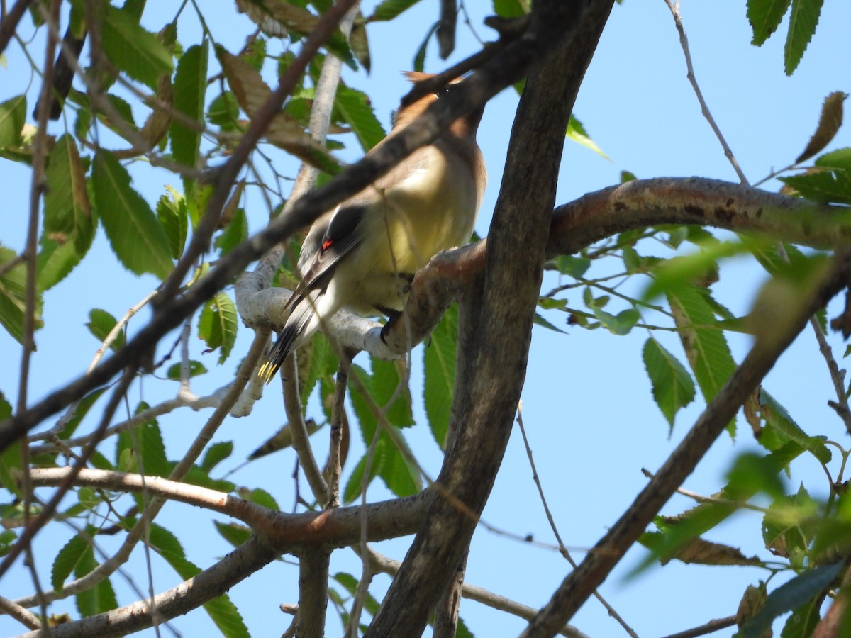 Cedar Waxwing - ML620327706