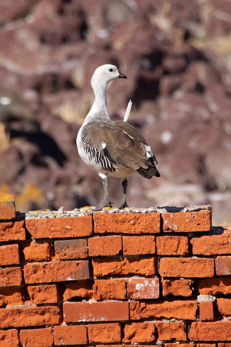 Upland Goose - ML620327713