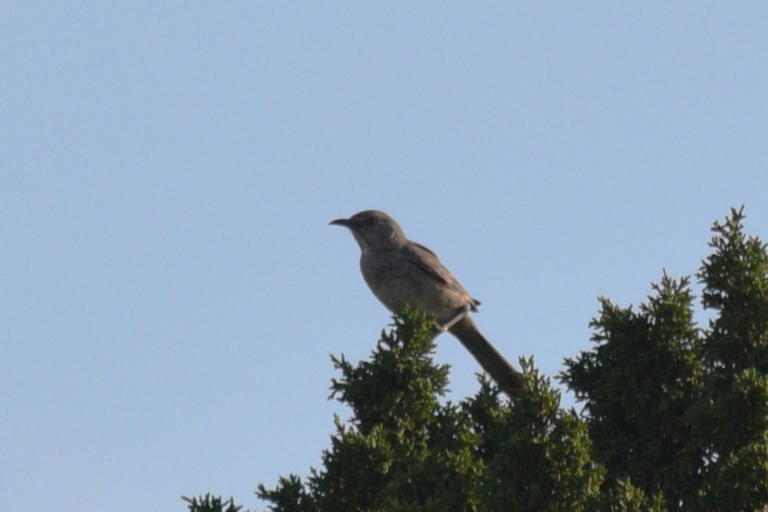 Bendire's Thrasher - ML620327723