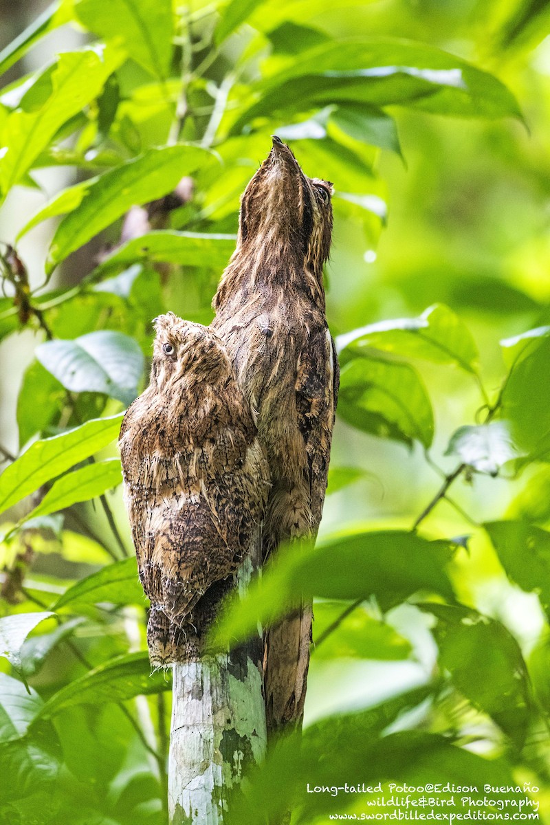 Long-tailed Potoo - ML620327734