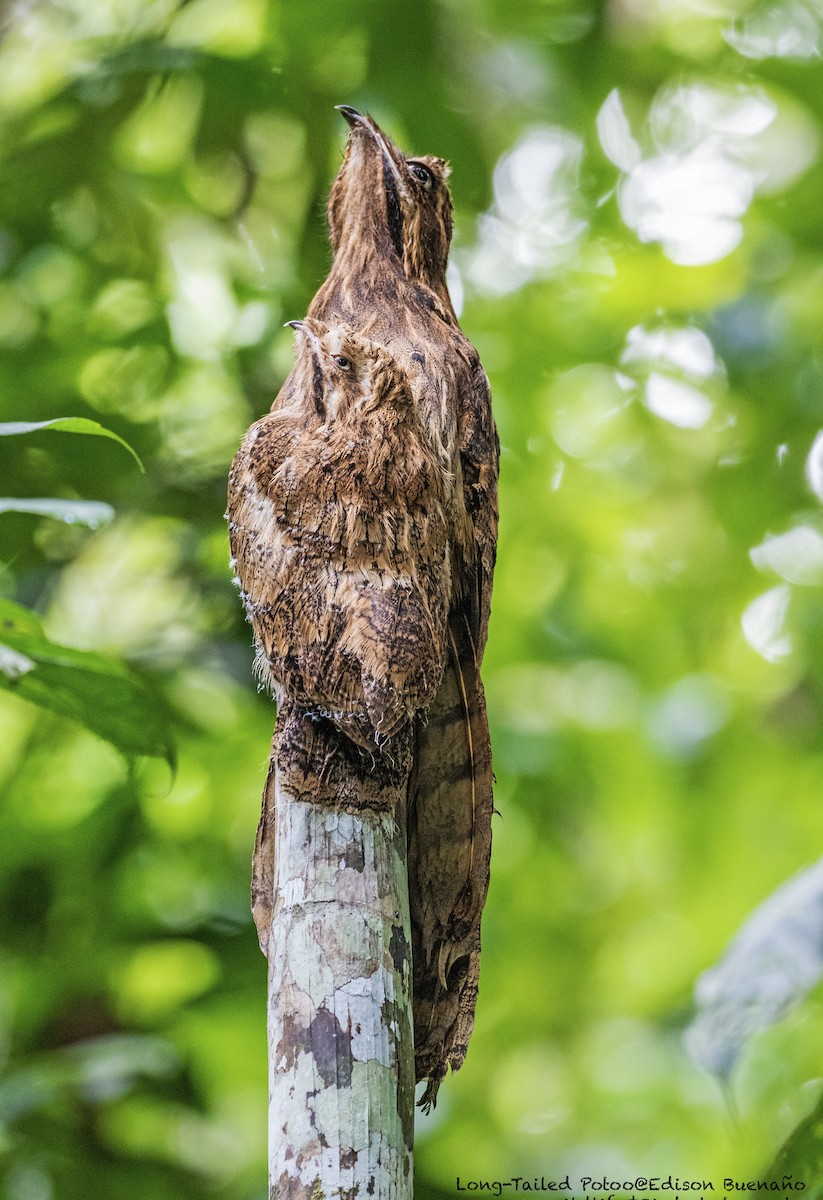 Long-tailed Potoo - ML620327735