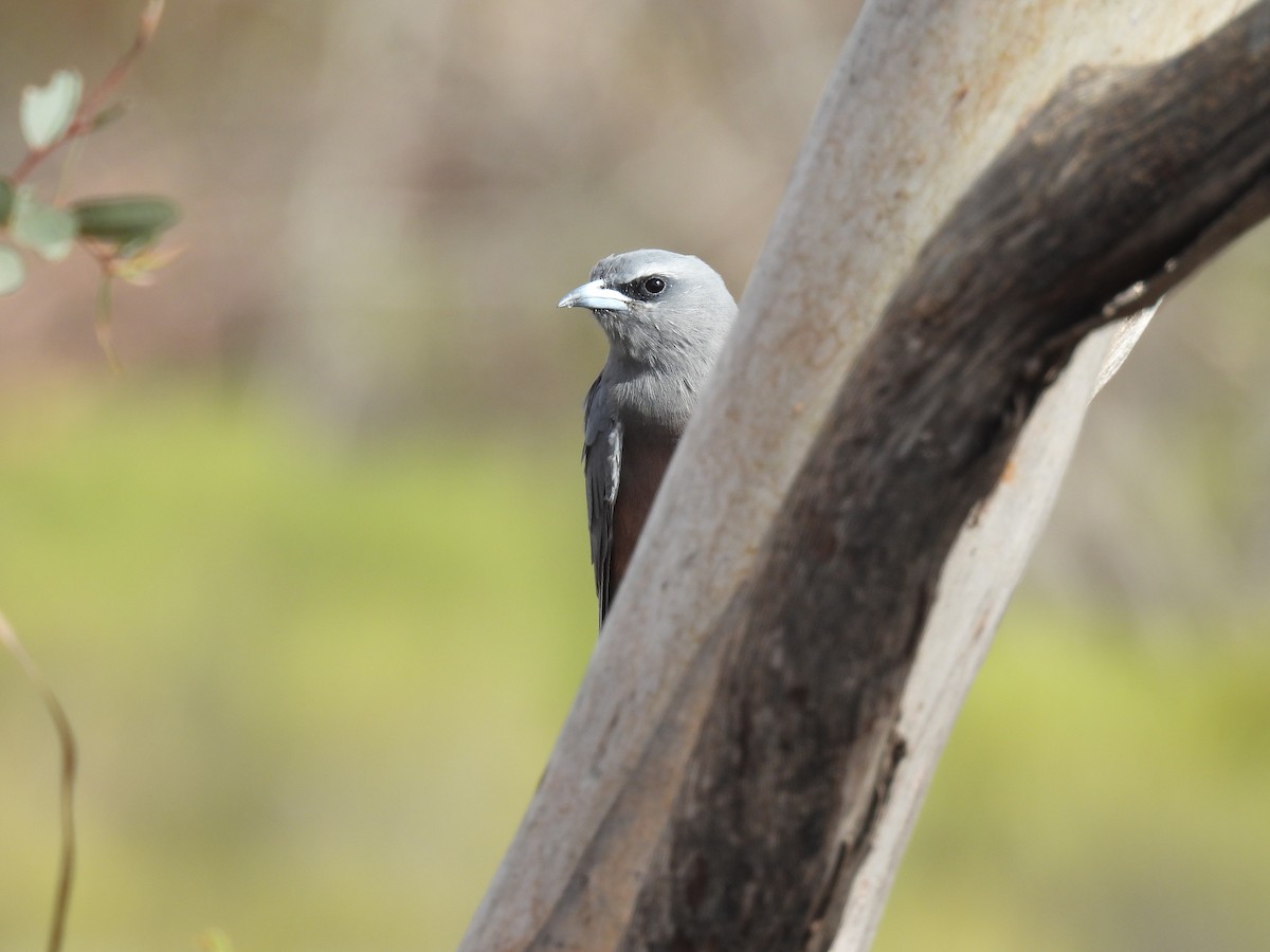 White-browed Woodswallow - ML620327737
