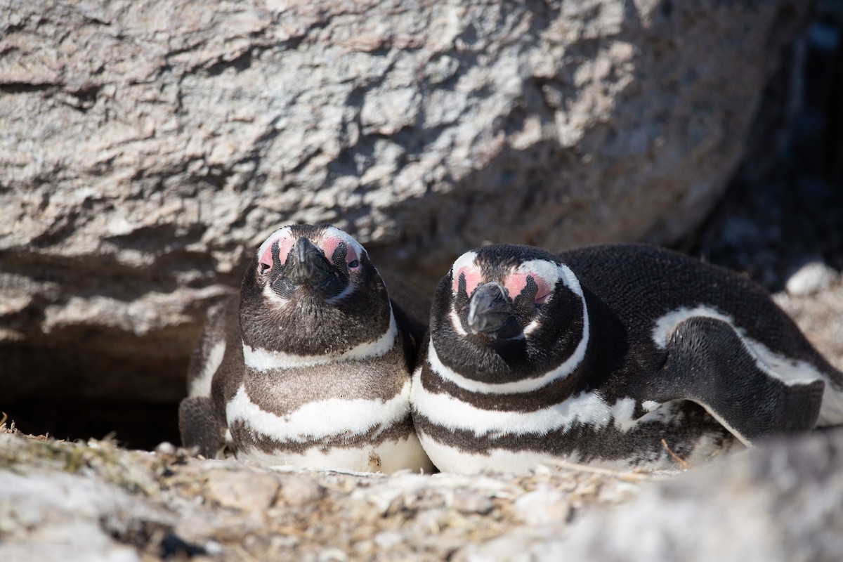 Pingüino Magallánico - ML620327739