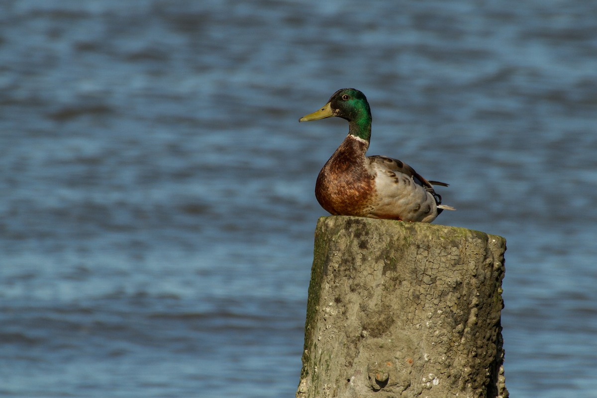 Canard colvert - ML620327743