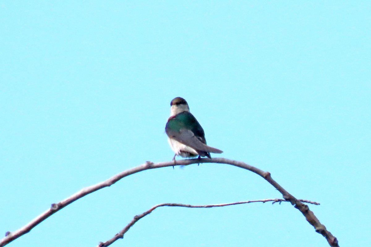 Violet-green Swallow - ML620327745