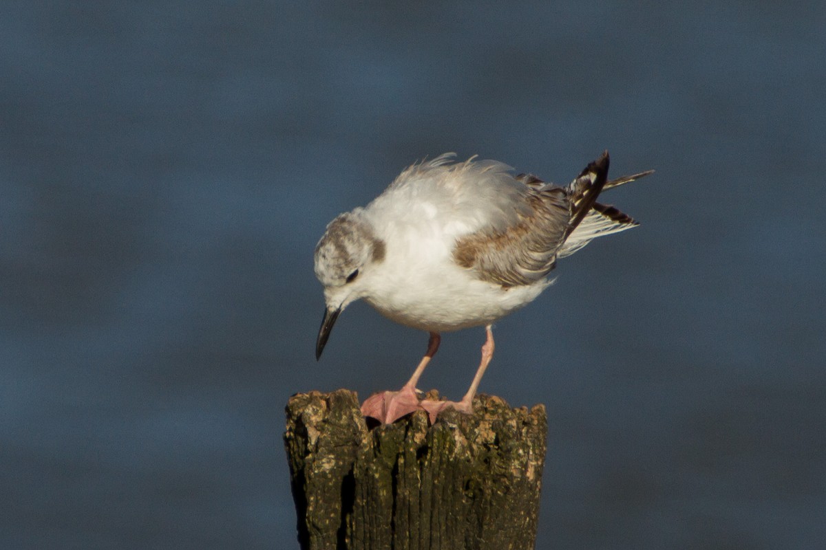 Mouette de Bonaparte - ML620327746