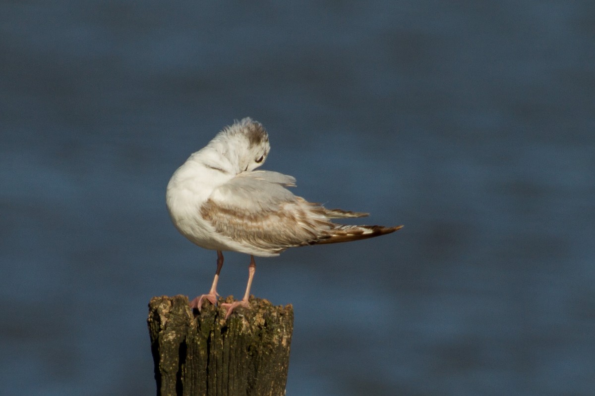 Mouette de Bonaparte - ML620327747