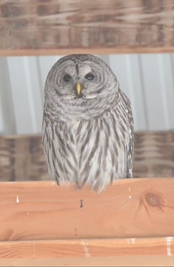 Barred Owl - ML620327766