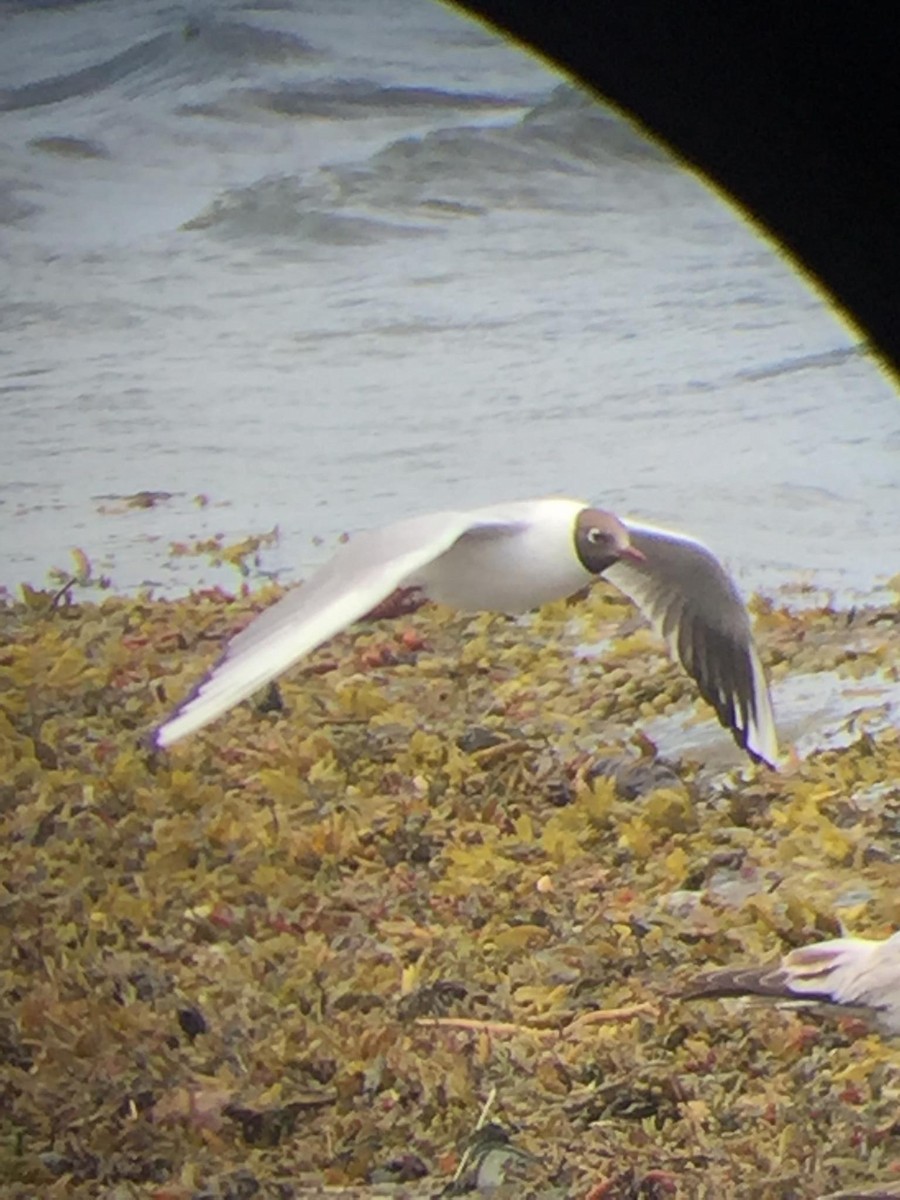 Black-headed Gull - ML620327769