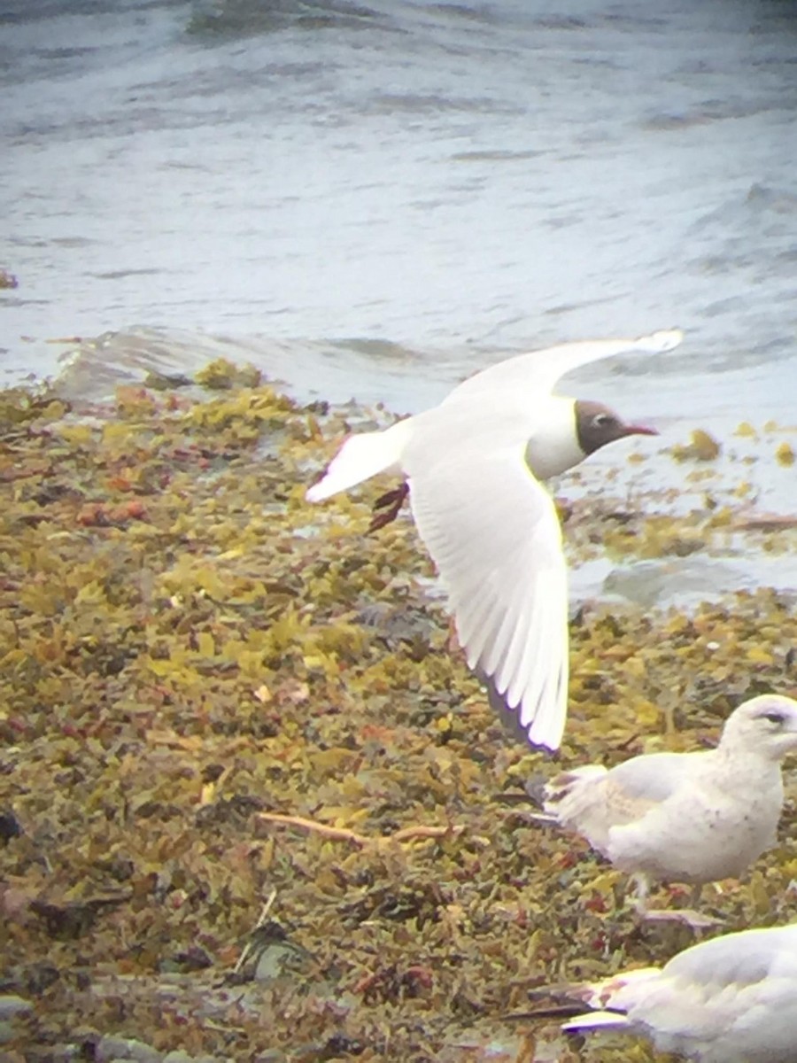 Black-headed Gull - Ivar Alberto