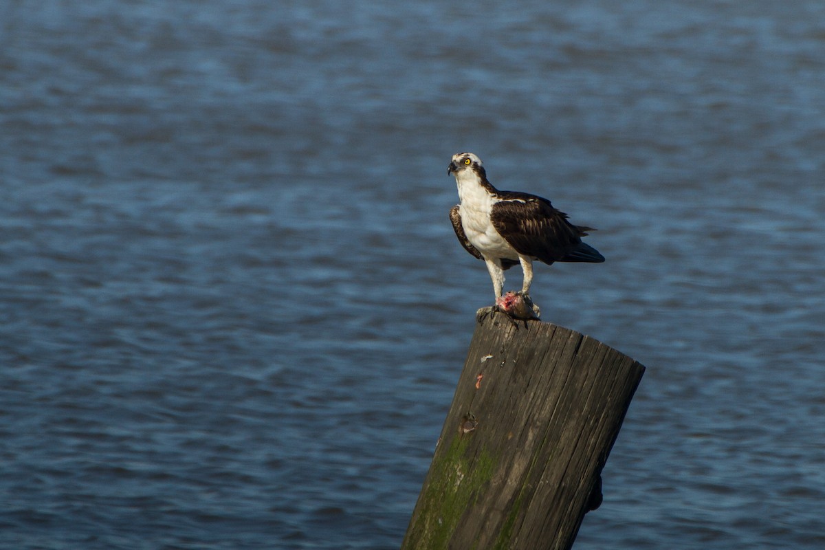 Balbuzard pêcheur - ML620327778