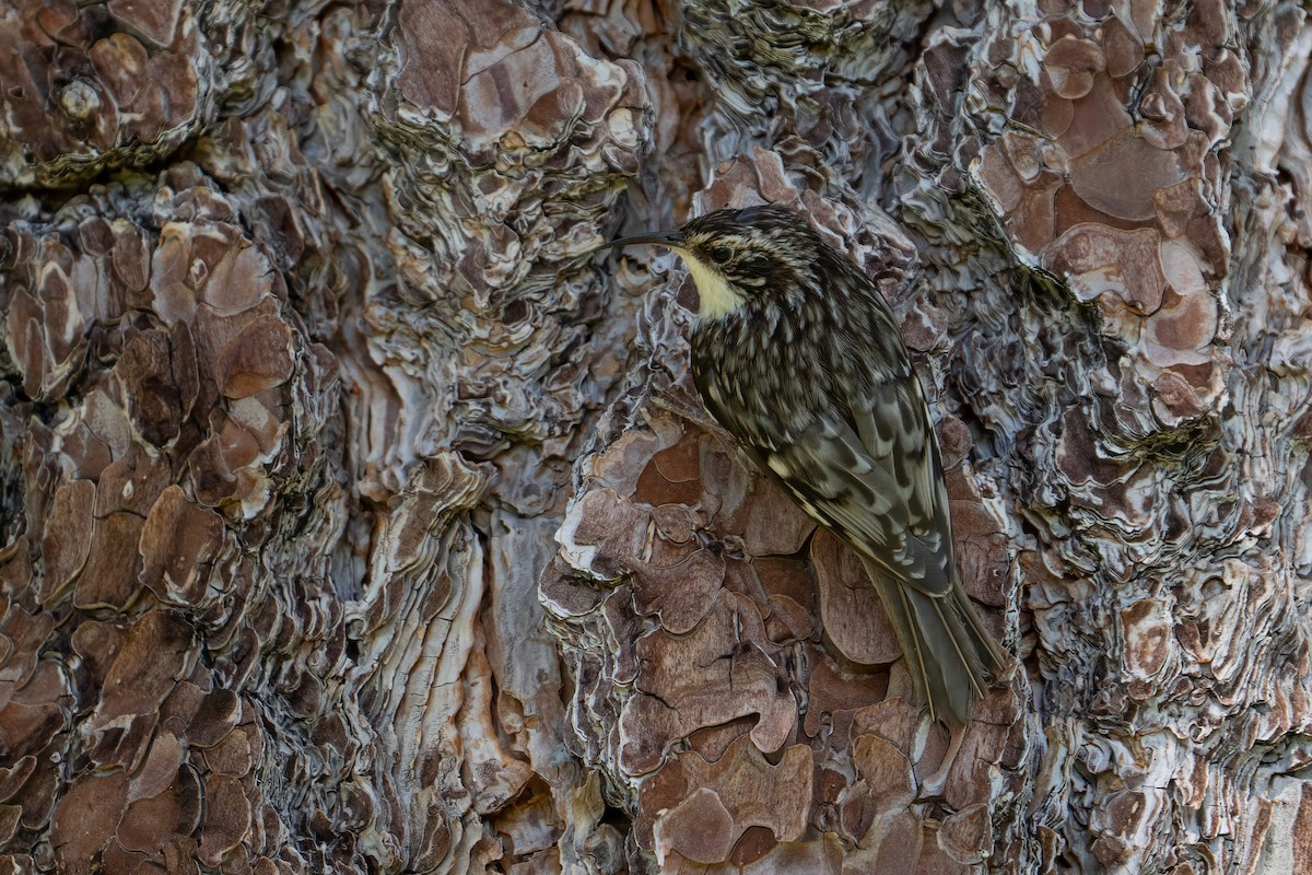 Brown Creeper - ML620327792