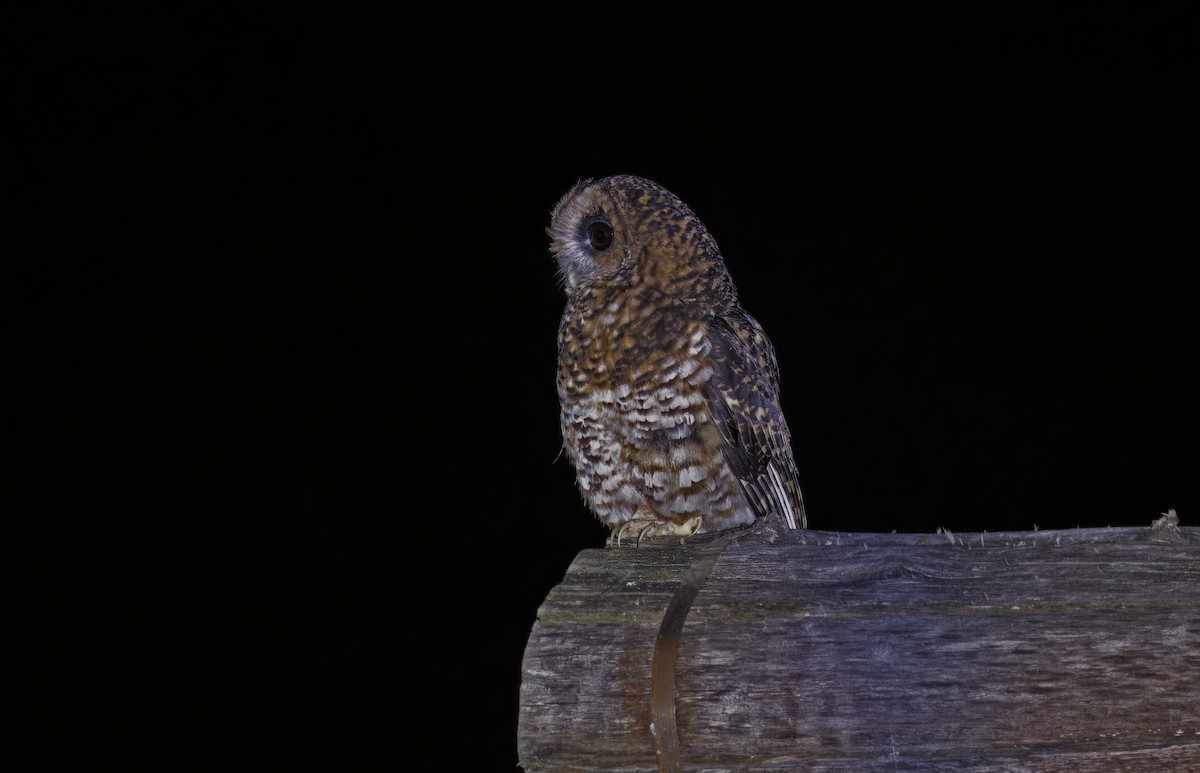 Rufous-banded Owl - ML620327798