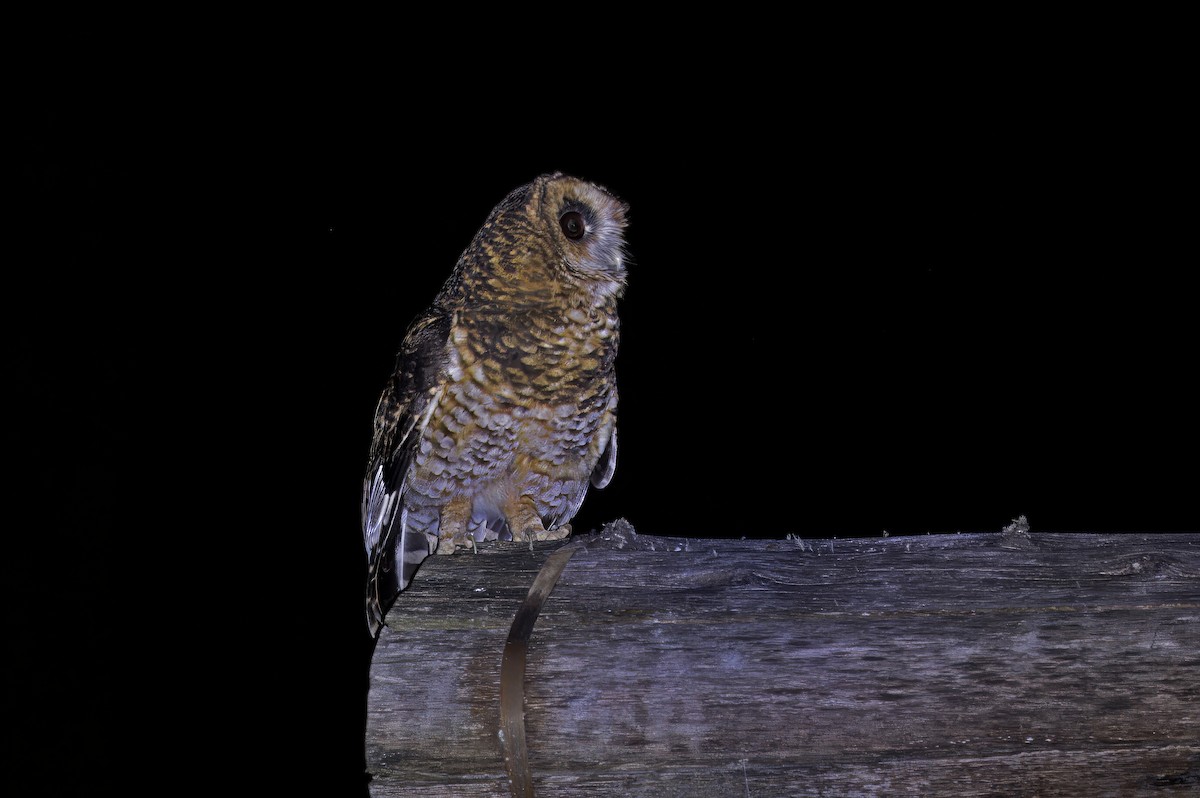 Rufous-banded Owl - ML620327799