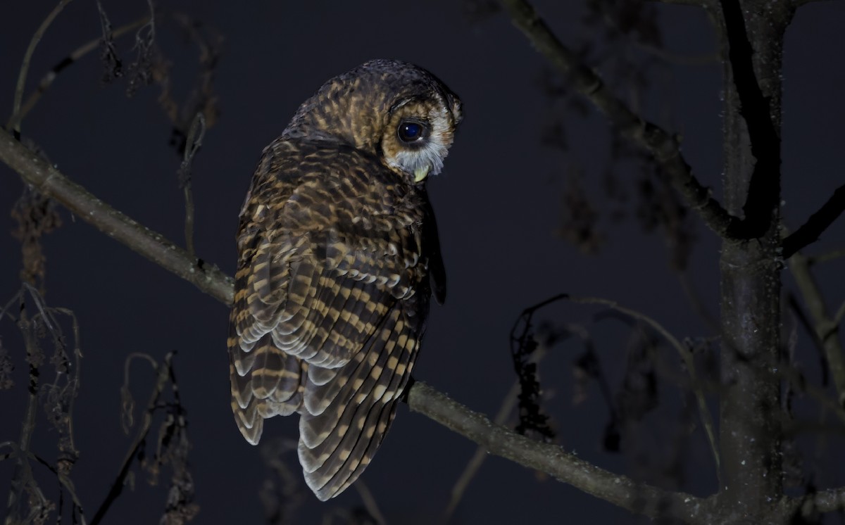 Rufous-banded Owl - ML620327801