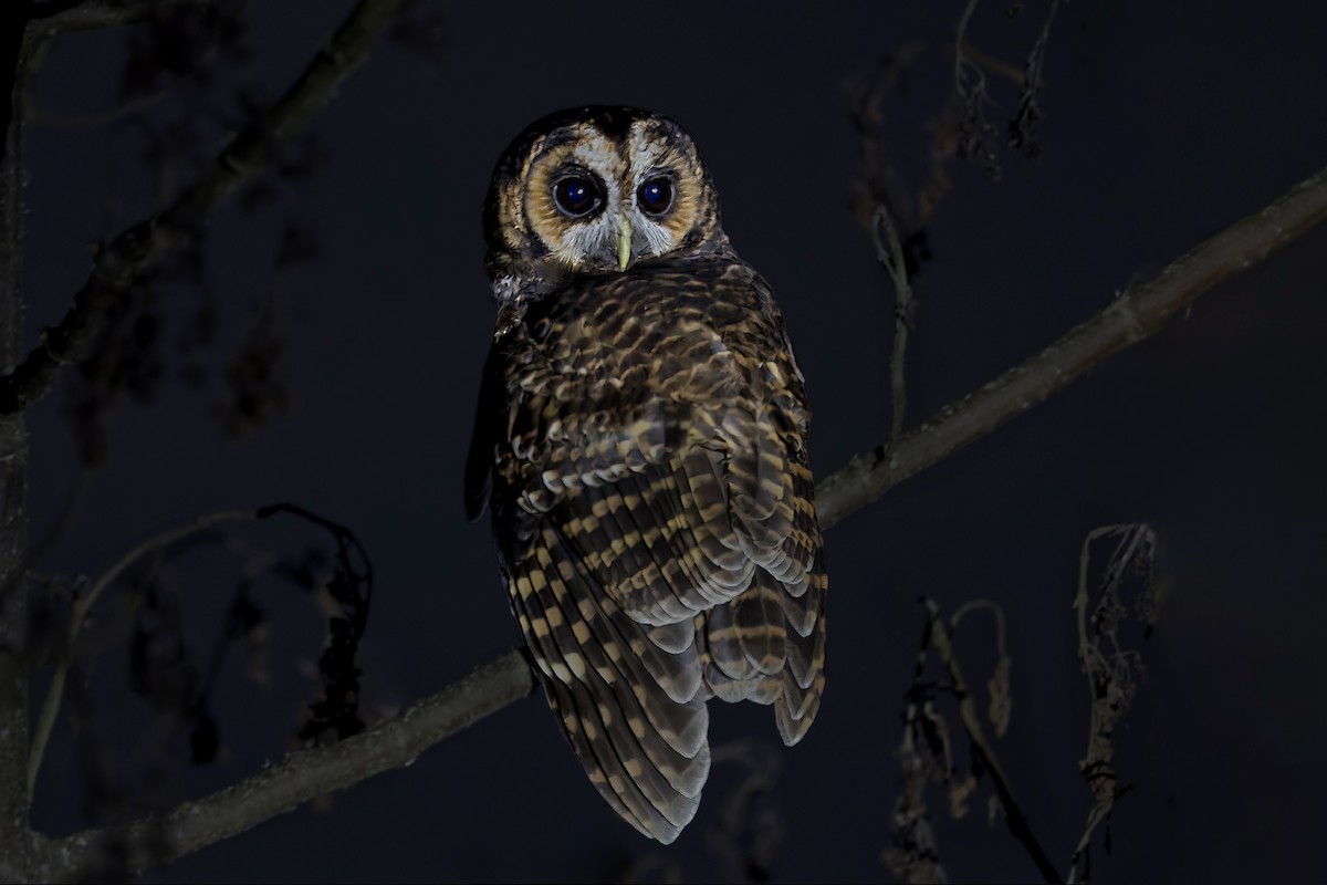 Rufous-banded Owl - ML620327802
