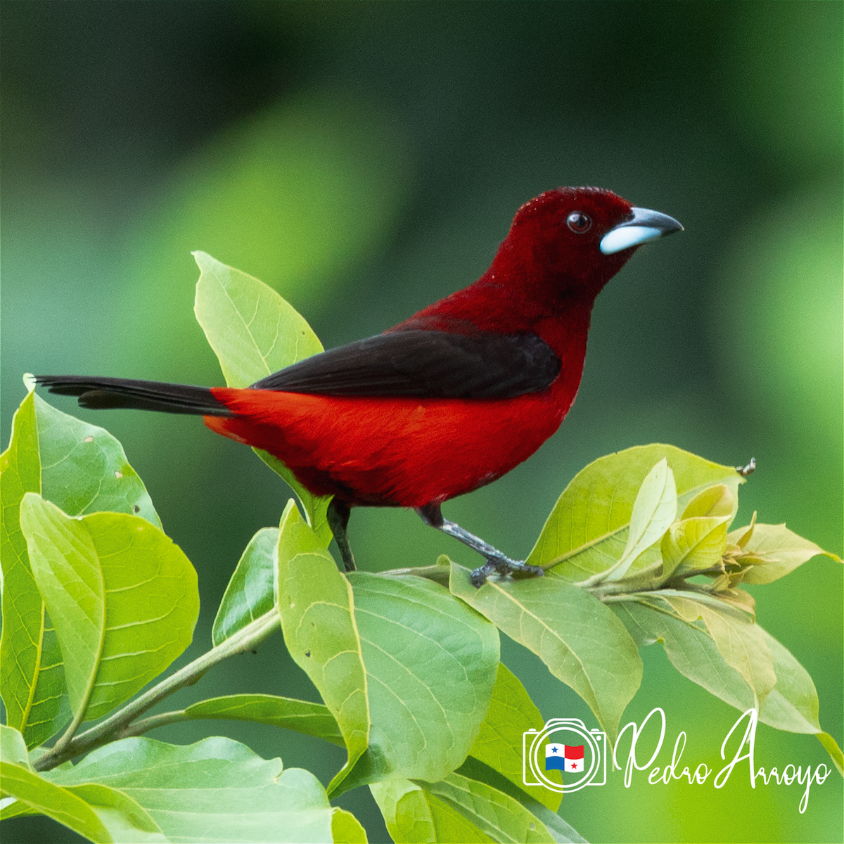 Crimson-backed Tanager - ML620327807