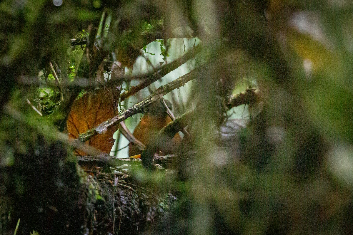 Gray-naped Antpitta - ML620327818