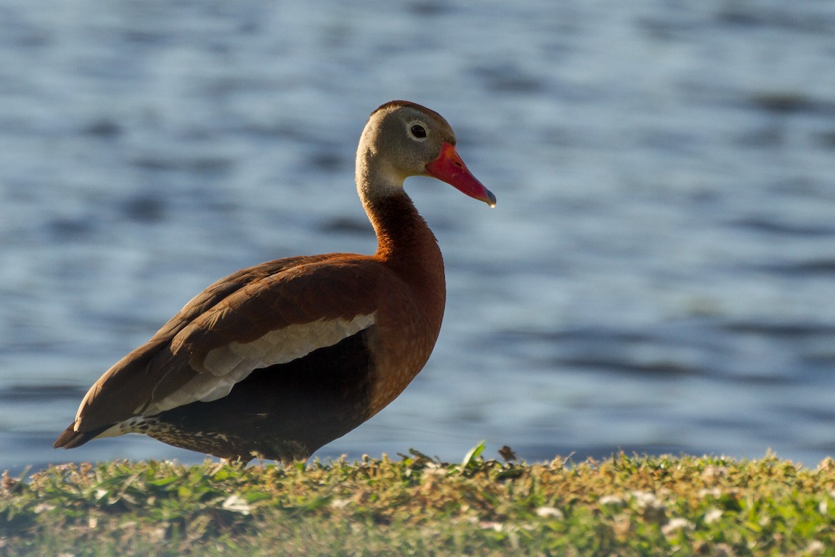 Black-bellied Whistling-Duck - ML620327829