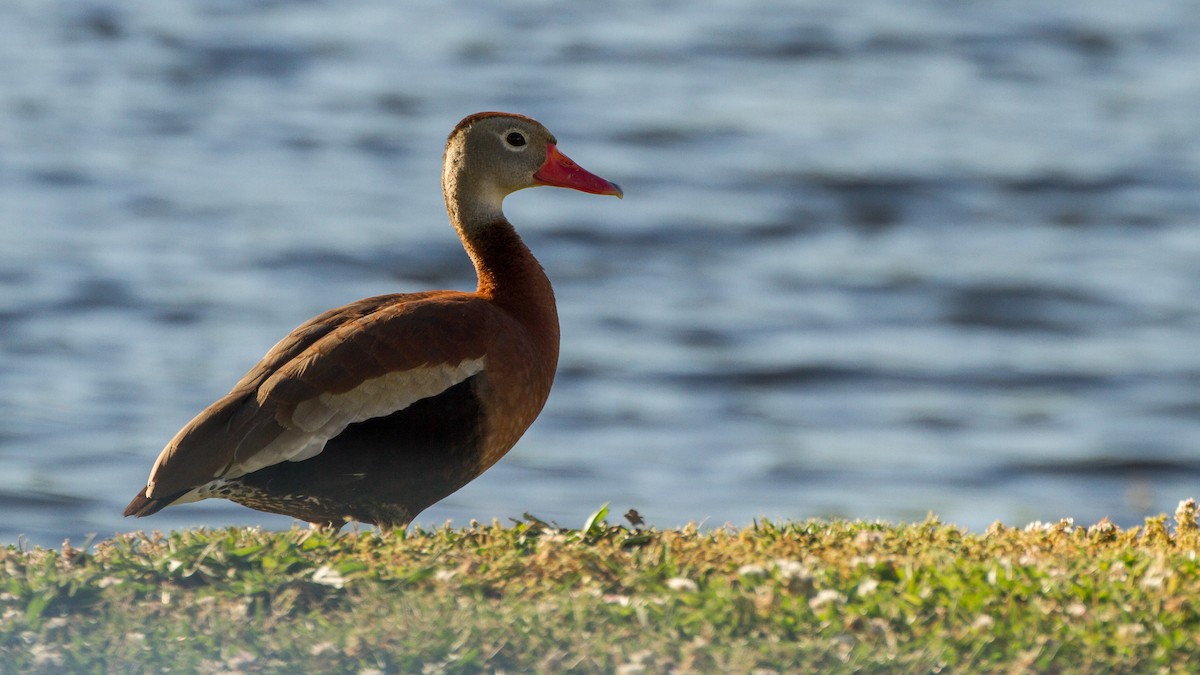 Black-bellied Whistling-Duck - ML620327835