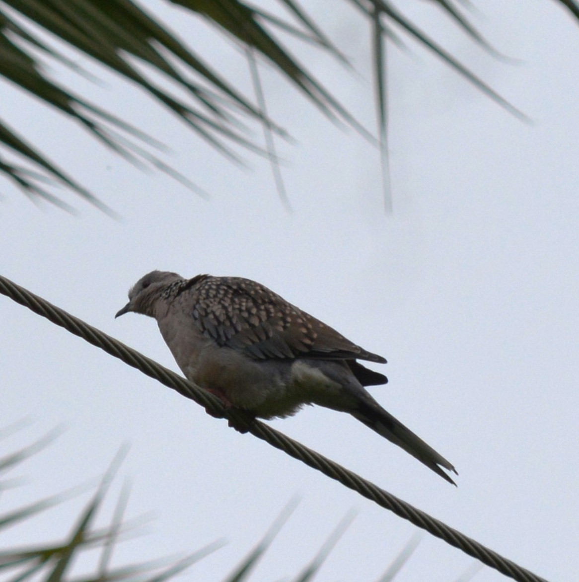 Spotted Dove - ML620327844
