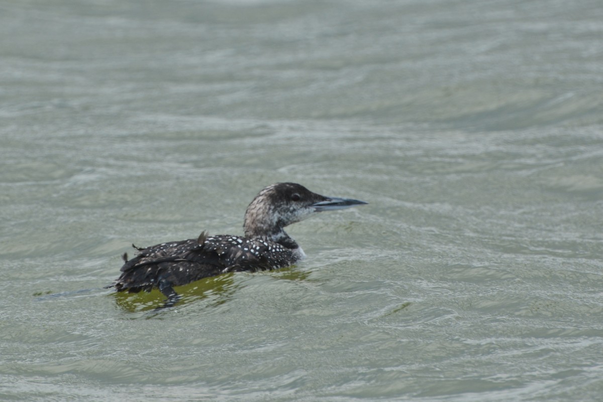 Plongeon huard - ML620327863