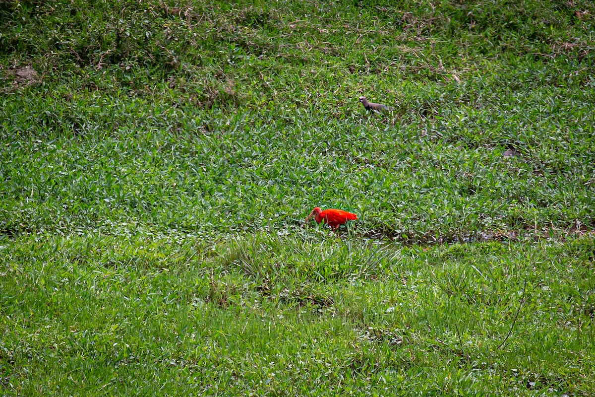 Ibis Escarlata - ML620327875