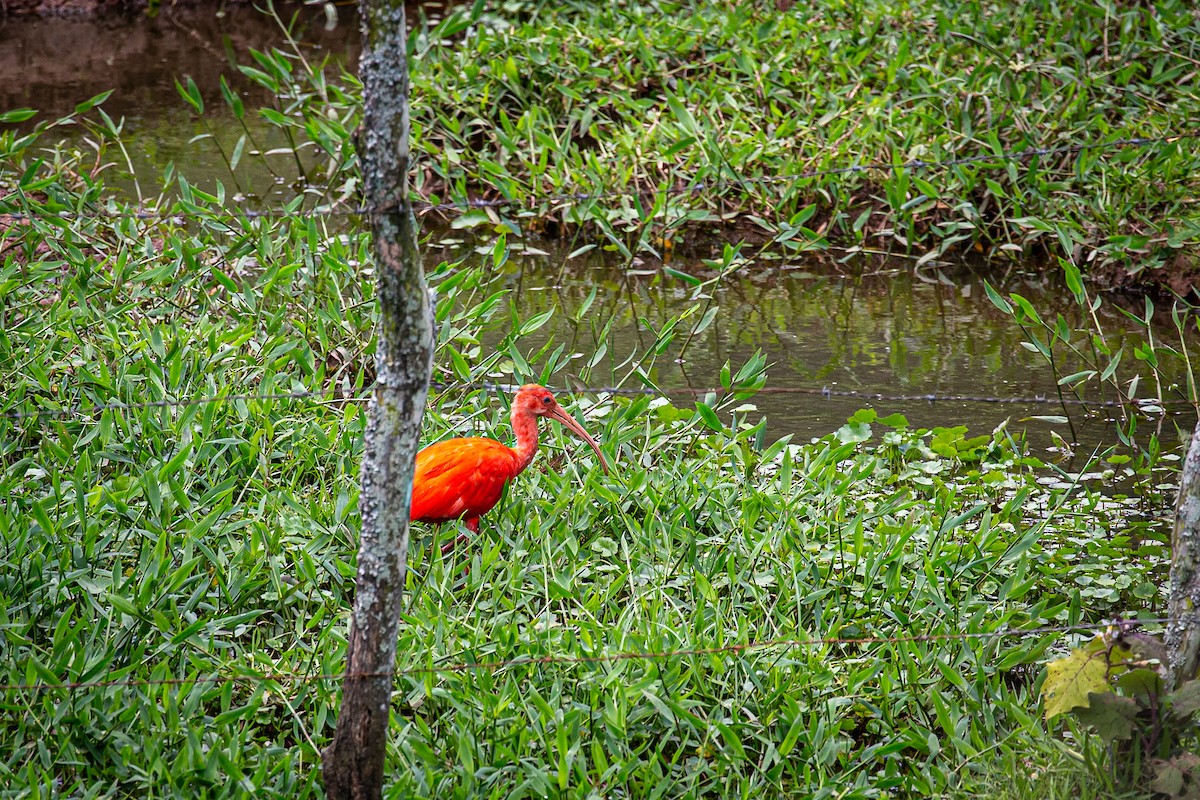 Ibis Escarlata - ML620327877