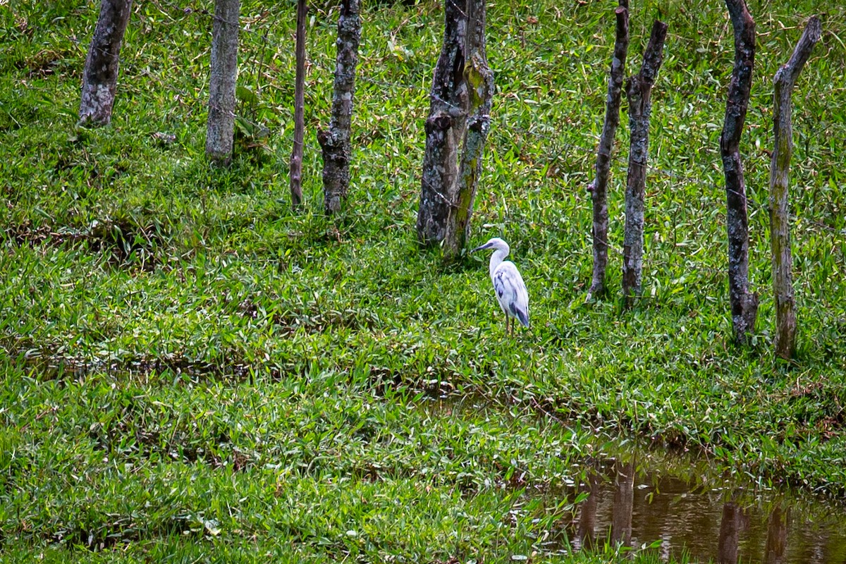 Little Blue Heron - ML620327884