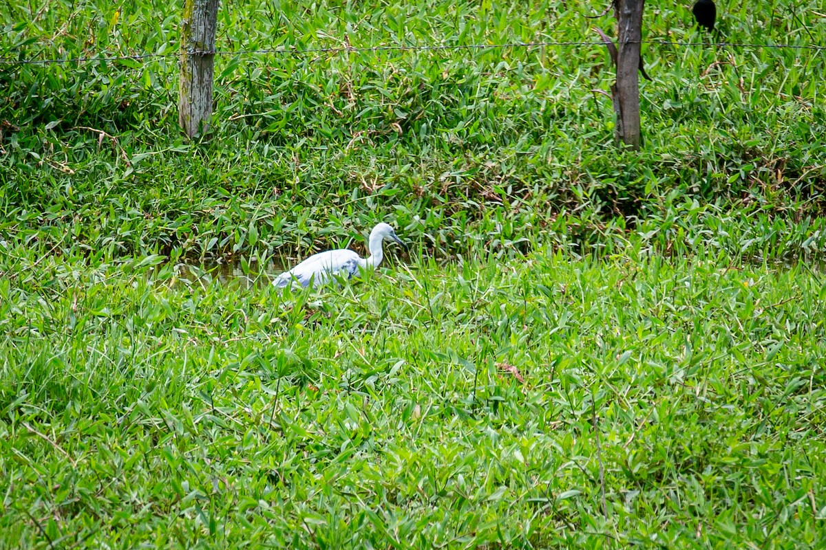 Little Blue Heron - Francisco Russo