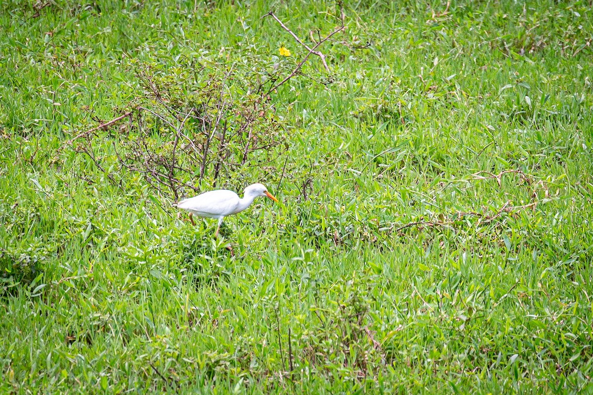 Western Cattle Egret - ML620327886