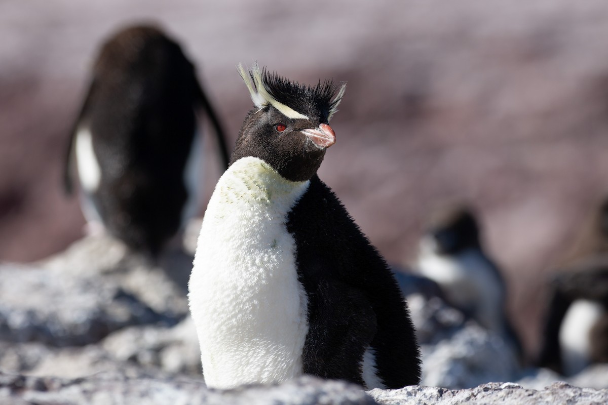 Pingüino Saltarrocas Meridional - ML620327891