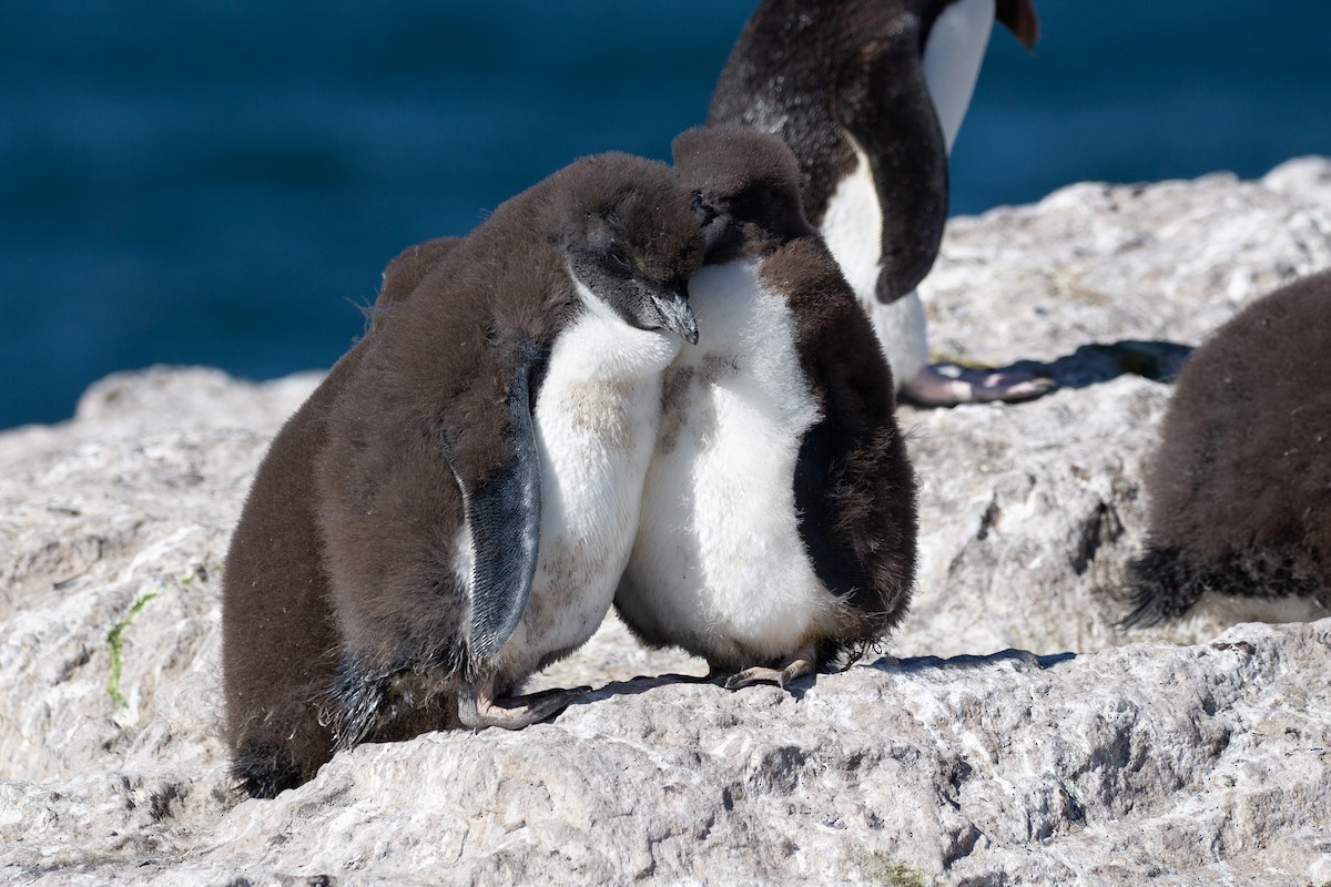 Pingüino Saltarrocas Meridional - ML620327892