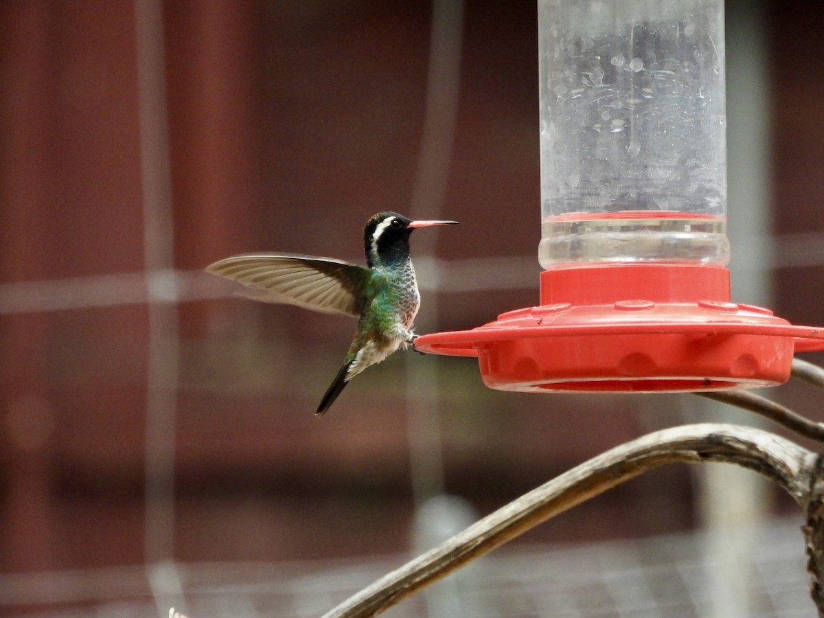 kolibřík bělouchý - ML620327894