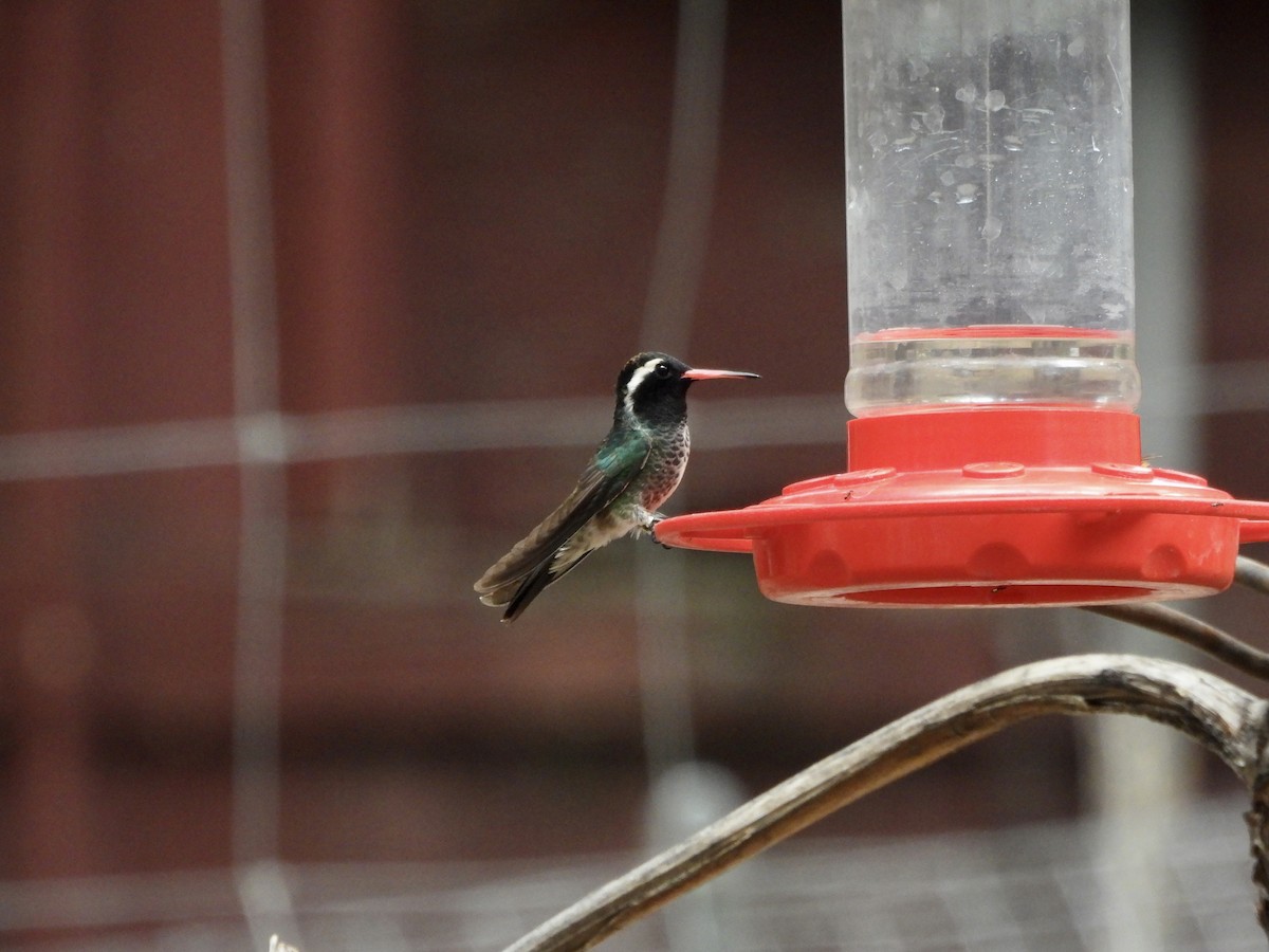kolibřík bělouchý - ML620327895