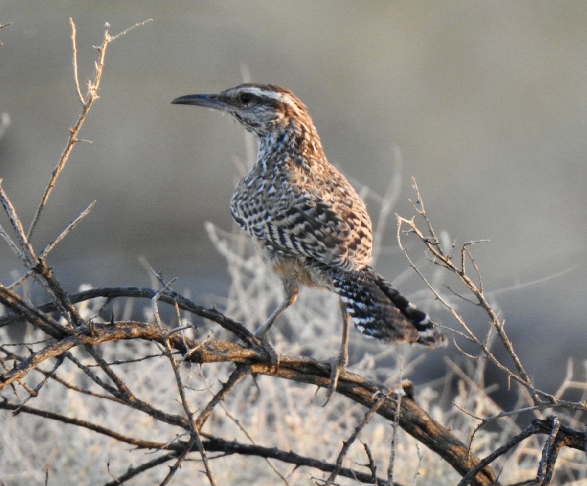 Cactus Wren - Jochen Lebelt