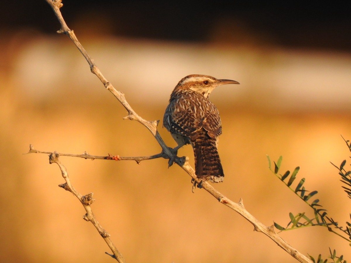 Cactus Wren - ML620327905