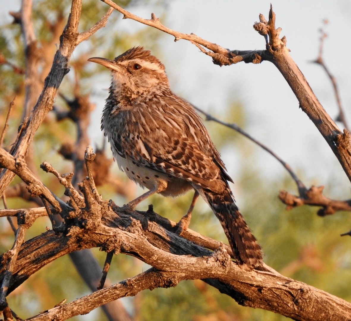 Cactus Wren - ML620327906