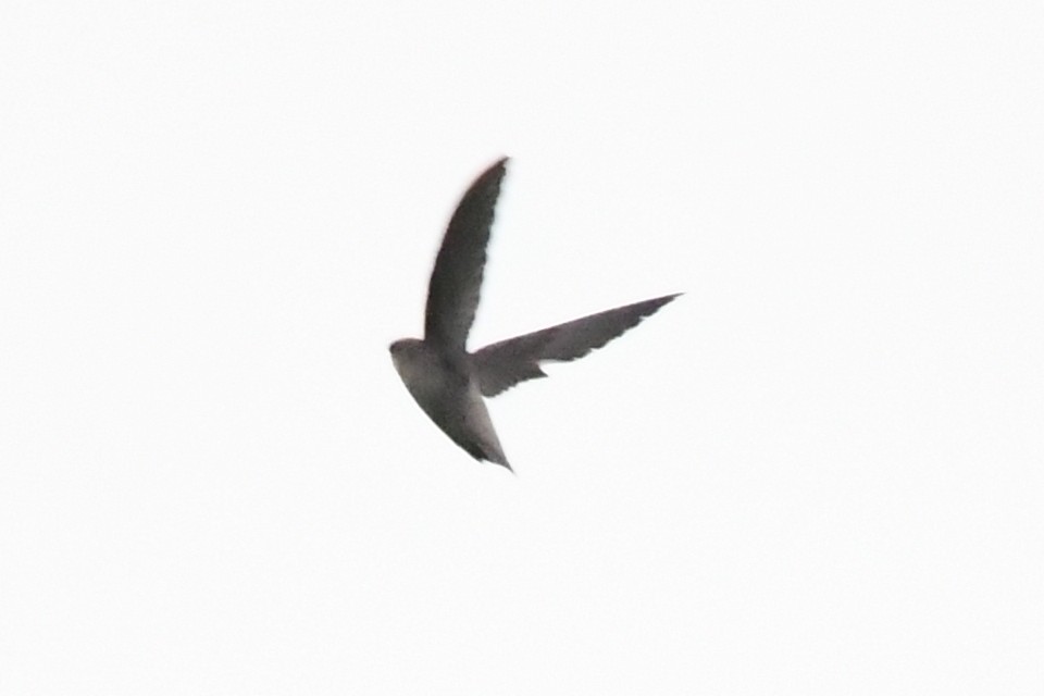 Chimney Swift - ML620327907